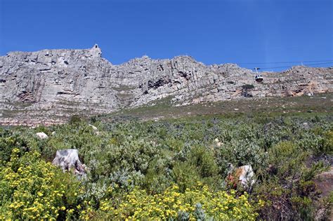  Nature's Canvas: A Journey Through South Africa's Biodiversity - Ein Farbsplash der südafrikanischen Fauna